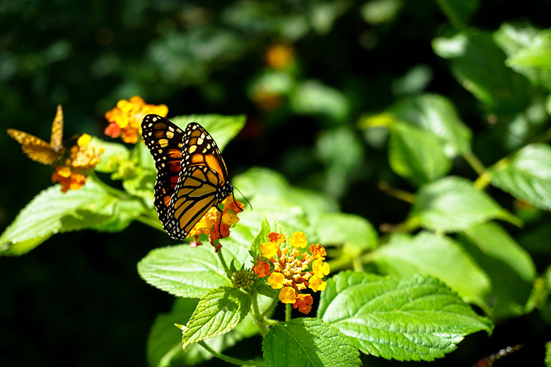 Butterfly Zoo Lisbon