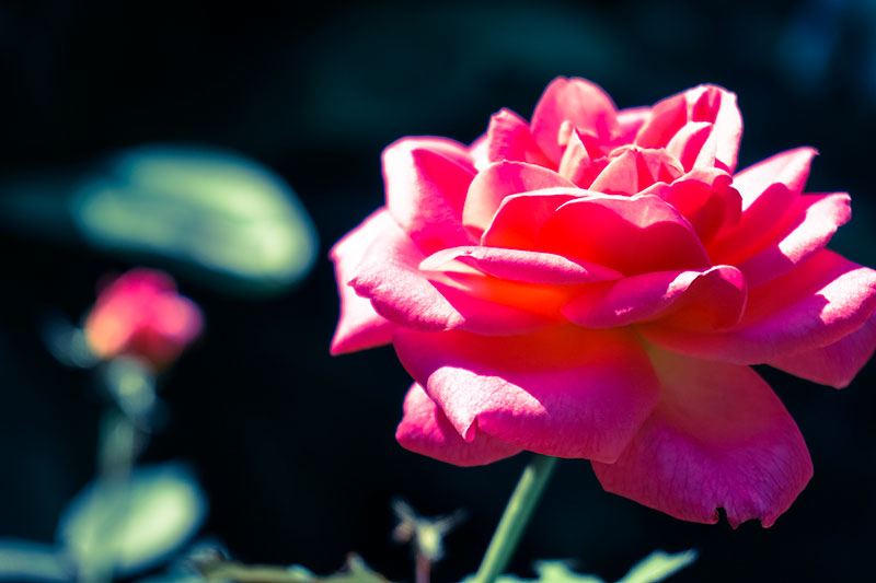 Garden Flower