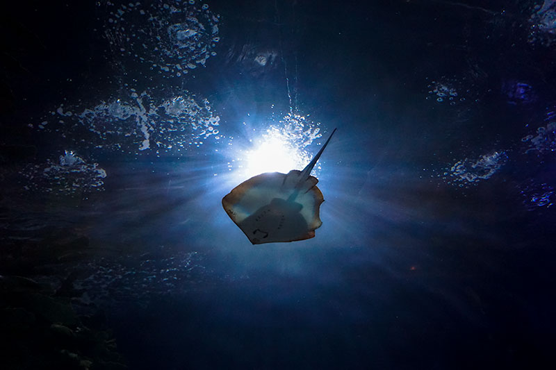 Skate Fish